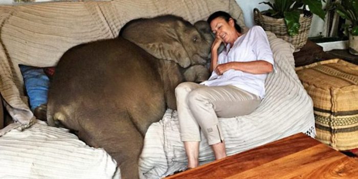 Baby Elephant Was Saved From Death By This Woman, Now He Follows Her Everywhere