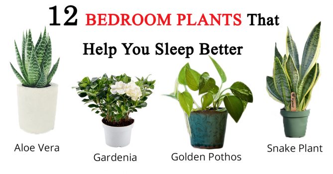 12 Bedroom Plants That Help You Sleep Better