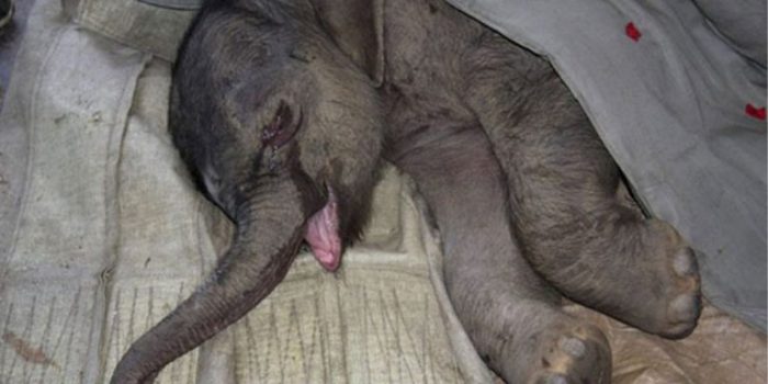 Do Animals Have Emotions? Baby Elephant Cried For 5 Hours After Mother Rejected Him