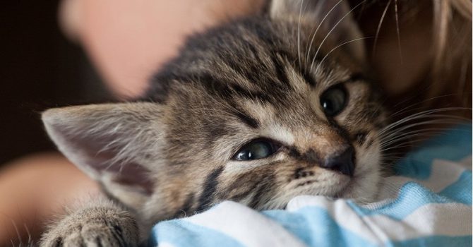 Quit Your Job And Become A Professional Cat Cuddler In Ireland