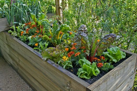 How To Grow Your Own Plants And Herbs at Home
