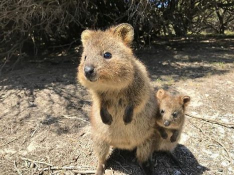 Quokkas Are the ‘World’s Happiest Animal’ and We Have The Proof