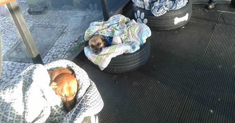 Bus Station Opens Its Doors to Stray Dogs so They Have a Warm Place to Stay