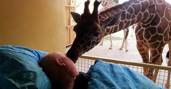 Giraffe Gave Dying Zoo Keeper Final Kiss Goodbye