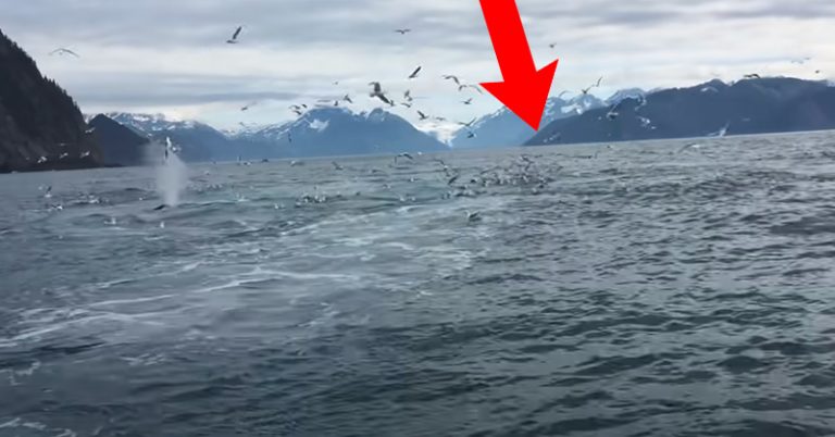 This Man Was Only Filming Seagulls, but He Suddenly Captures an Incredible Once-In-A Lifetime Scene