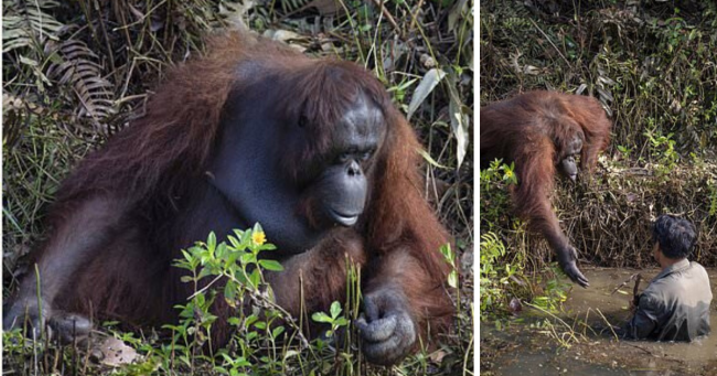 Photo Captures Moment An Orangutan Offered Helping Hand To Man Clearing Snakes From River