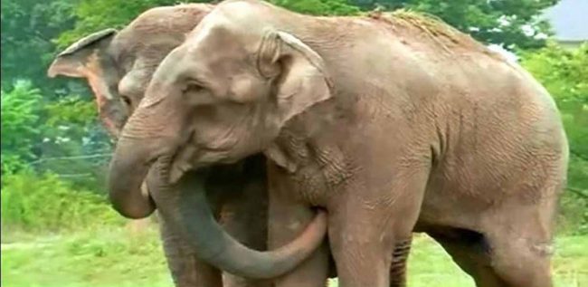 Rescued Circus Elephants Reunite After 22 Years— The Unforgettable Moment Is Melting Hearts