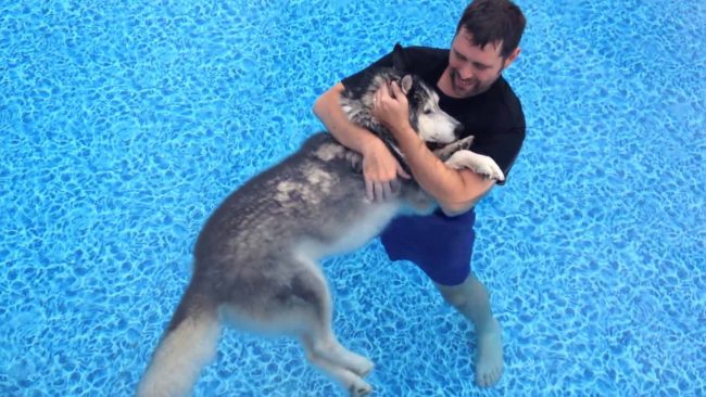 Man Gives His Paralyzed Husky Pool Therapy To Help Relieve The Pain, And Help Him Walk