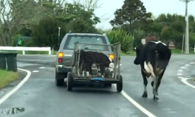 Mother Cow Chases After Her Stolen Calves In Heartbreaking Video