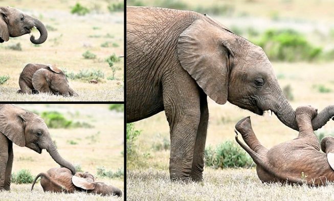 Baby Elephant Rolls on the Floor While His Brother Tickles His Belly in this Cute Video
