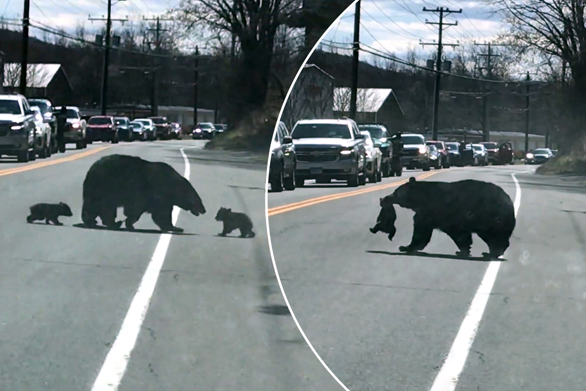 Mama Bear Struggles To Take Their Bear Cubs Across The Road
