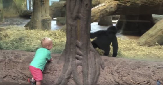 Baby Gorilla And Toddler Play Hide-and-Seek