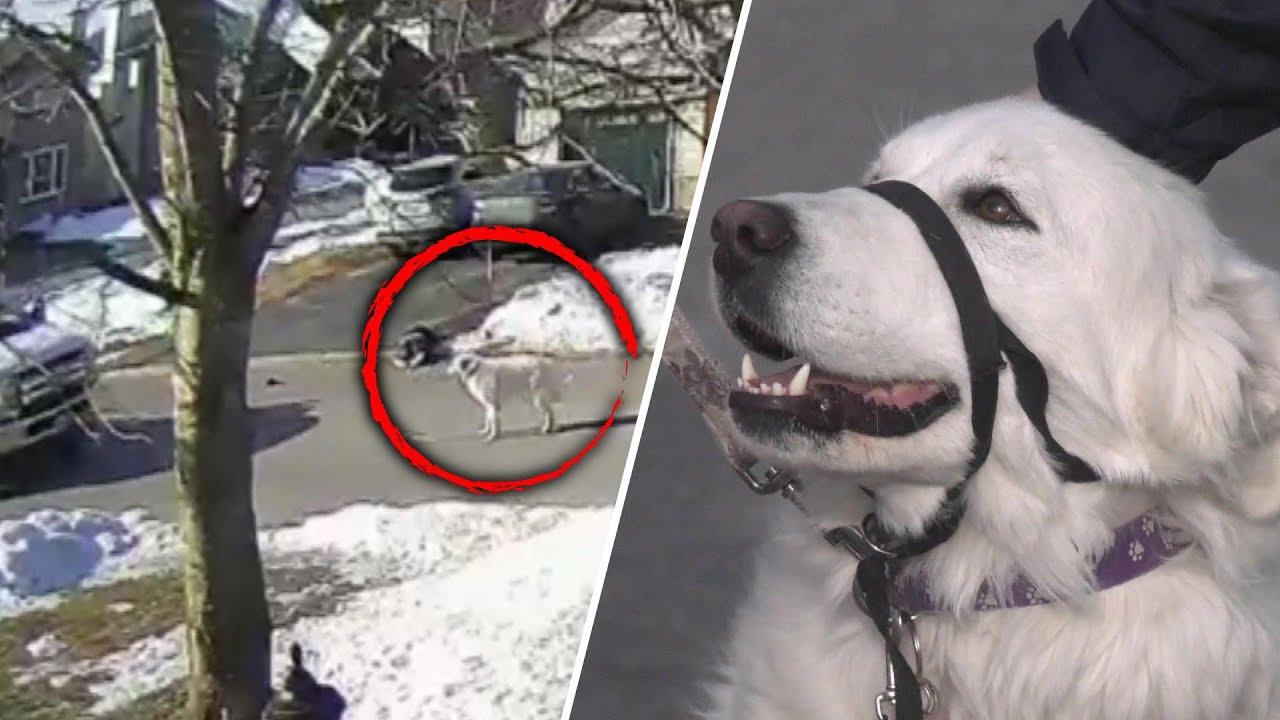 Dog Stops Car To Help Save Owner Who Suffered A Seizure