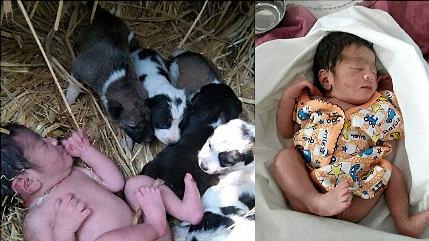 Abandoned Baby Girl Found Alive In A Field Thanks To Puppies Who Kept Her Warm At Night