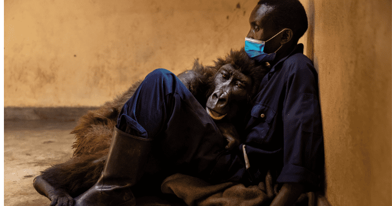 Heartbreaking Photo Shows Gorilla Hugging A Man, Who Saved Her As A Baby, In Her Final Moments Before Her Last Breath