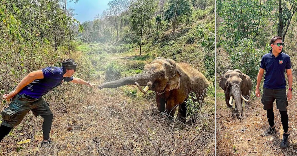 Elephant Recognizes Vet That Saved His Life 12 Year Ago
