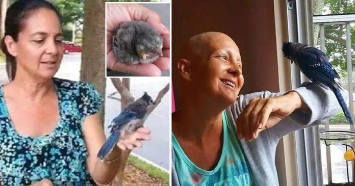 She Rescued A Baby Bird And Named It Gracie. 3 Years Later, Gracie Returns Kindness And Helps Her Battle Against Cancer.