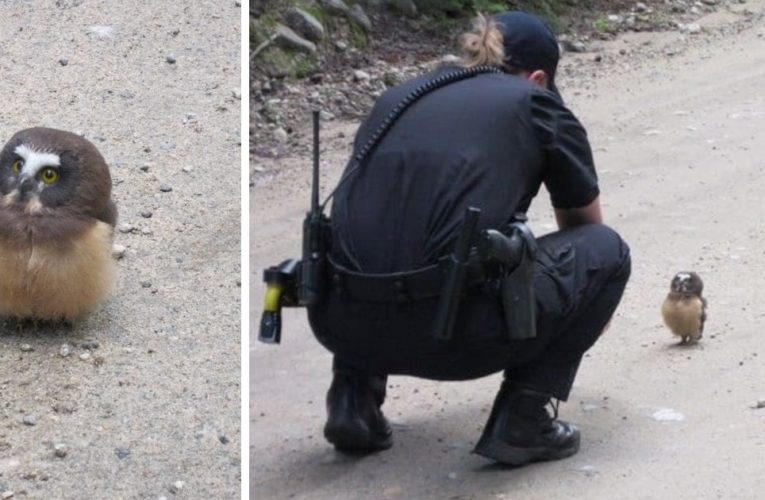 Police Officer Has Adorable Conversation With A Tiny Baby Owl