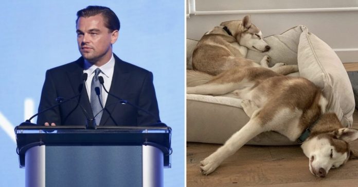 Hollywood Actor Leonardo DiCaprio Jumps into a Frozen Lake to Save His Two Dogs