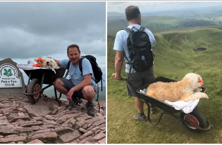 Man Takes His Dying Dog Up His Favorite Mountain In A Wheelbarrow For One LAST Walk
