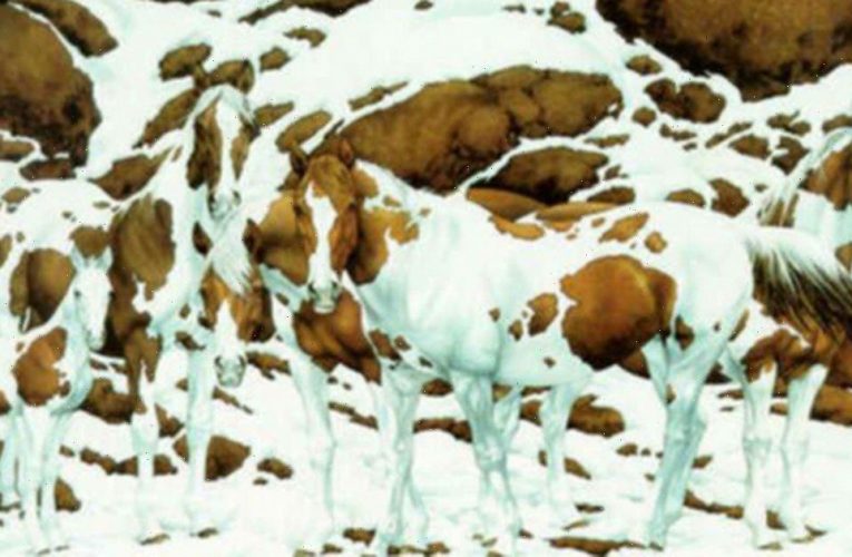 How Many Horses Can You See In This Mind-boggling Optical Illusion?