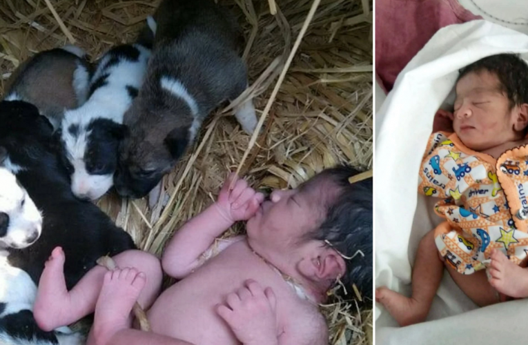 Abandoned Baby Survives After Puppies Cuddle Up To Her And Kept Her Warm