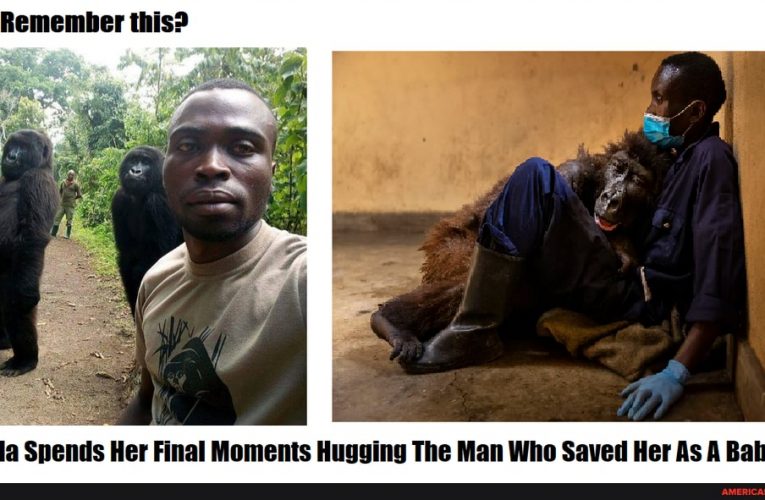 Gorilla Spends Her Final Moments Hugging The Man Who Saved Her As A Baby