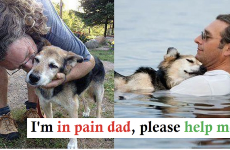 A 20yo Dog Whose Life is Shortening is Taken Swimming in the Lake by His Owner Until the Dog Falls Asleep in His Arms