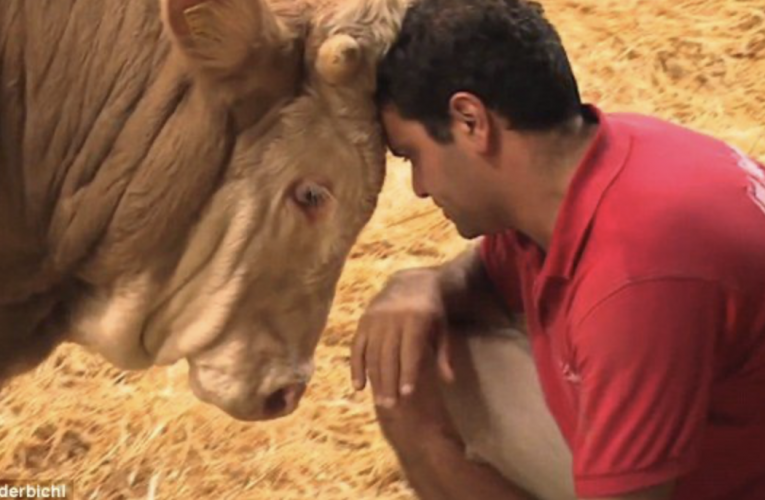 Bull’s Been Imprisoned His Entire Life – The Moment He’s Set Free Is Beautiful To Behold