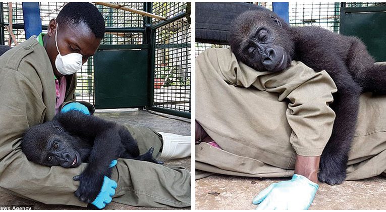 Orphaned Gorilla Snuggles Up To His Caretaker After Being Rescued: “A Tender Moment”