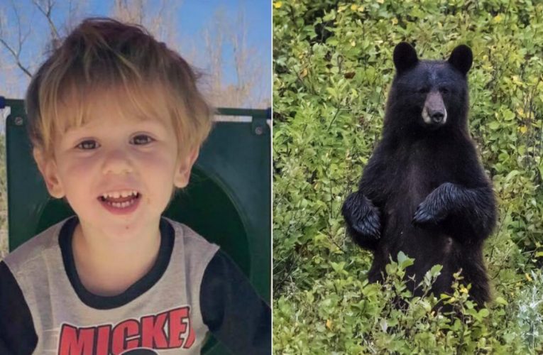 3-Year-Old Boy Claims Friendly Bear Kept Him Company During 3-Day Disappearance